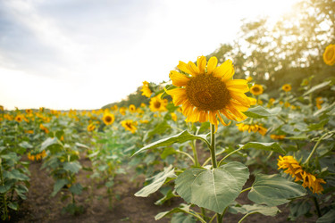 Similar image 20982336