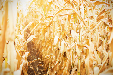 Similar image 20996430