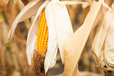 Similar image 20982294