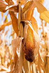 Similar image 20994130