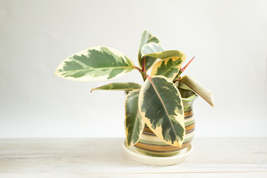 Similar image 20982359