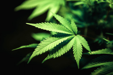 Similar image 20985135