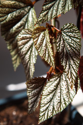 Similar image 20982724