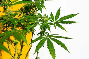 Similar image 20984237