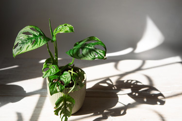 Similar image 20982309