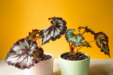 Similar image 20991354