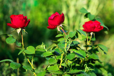 Similar image 20980037