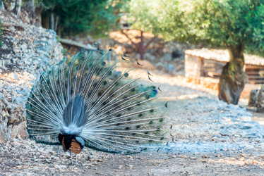 Similar image 20974804