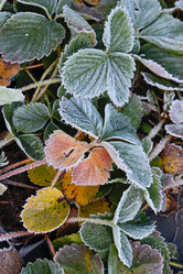 Similar image 20983456