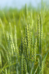 Similar image 20981519