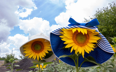 Similar image 20982207