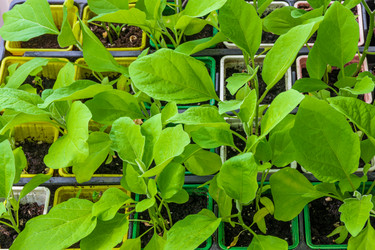 Similar image 20981722