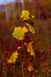 Similar image 20981909