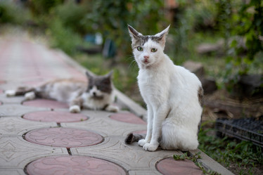 Similar image 20987885