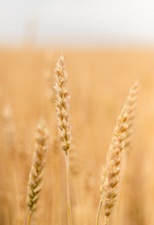 Similar image 20987896