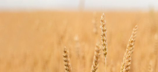 Similar image 20987902