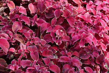 Similar image 20983482