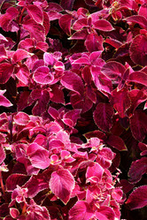 Similar image 20983486