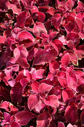 Similar image 20983487