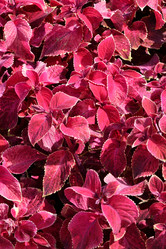 Similar image 20983488