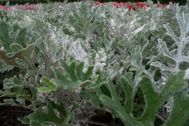 Similar image 20981772