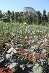 Similar image 20990100