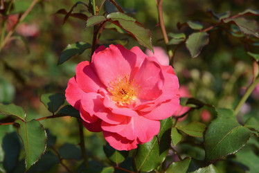 Similar image 21003068