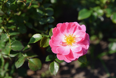 Similar image 20984556