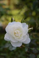 Similar image 21006290