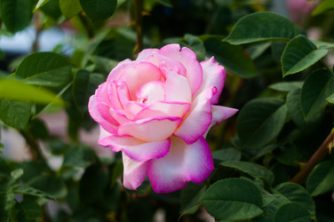 Similar image 20987551