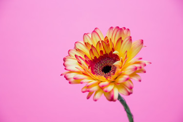 Similar image 21006676