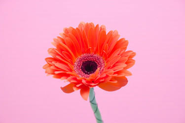 Similar image 21006677