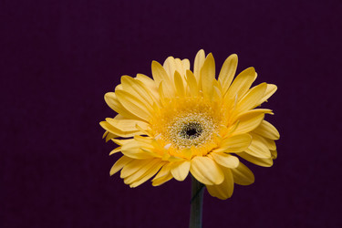 Similar image 21006705