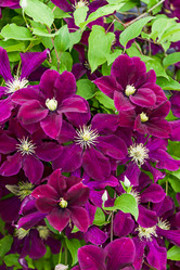 Similar image 20996168