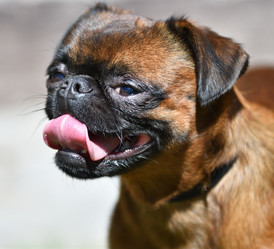 Similar image 21000500