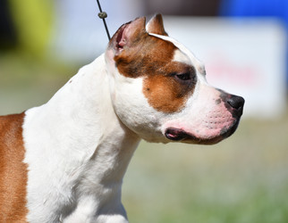 Similar image 21000235