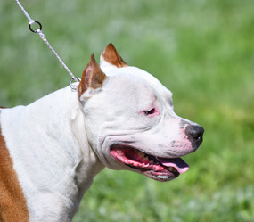 Similar image 21000240