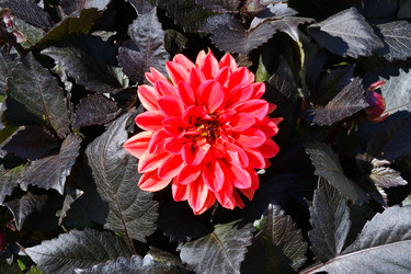 Similar image 20997305