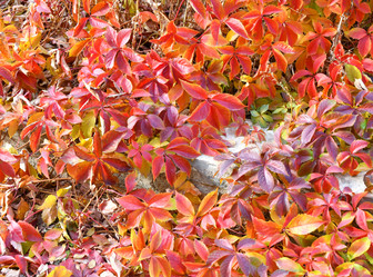 Similar image 21000255