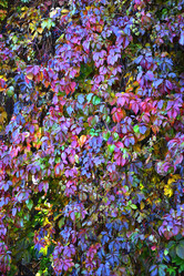 Similar image 21000258