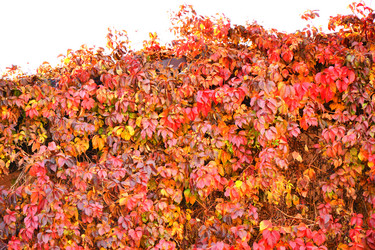 Similar image 21000259