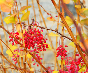 Similar image 21000284