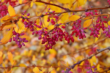 Similar image 21000286