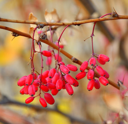 Similar image 21000288