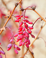 Similar image 21000289