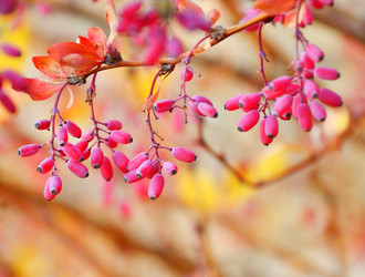 Similar image 21000290