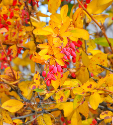 Similar image 21000291