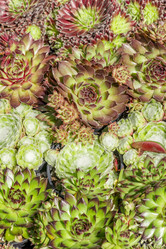 Similar image 21000550