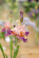 Similar image 21000578