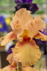 Similar image 21000752